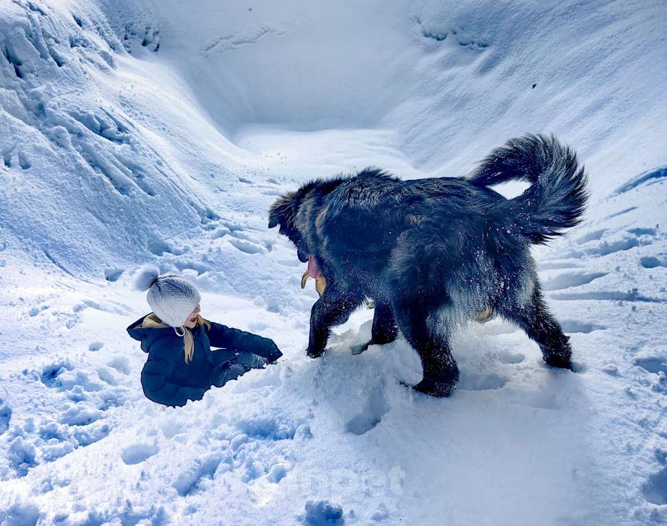 Собаки в Москве: Шикарный щенок мальчик бесплатно Мальчик, Бесплатно - фото 3
