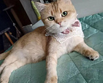 Кошки в Смоленске: Шотландская золотая шиншилла Девочка, Бесплатно - фото 1
