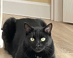Кошки в Химках: Чёрная кошечка Люся Девочка, Бесплатно - фото 5