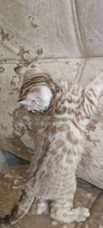 Кошки в Москве: Бенгальский котенок  Девочка, 25 000 руб. - фото 4