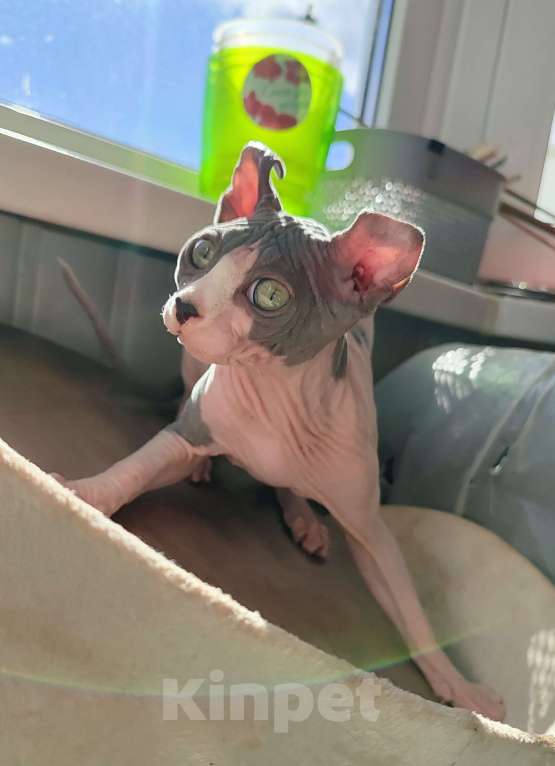 Кошки в других городах Краснодарского края: Канадский сфинкс, эльф. Самая прилипучая- обнимучая девочка. Девочка, 35 000 руб. - фото 3