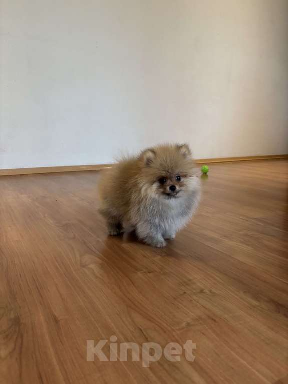 Собаки в Санкт-Петербурге: Померанский шпиц мини мальчик Лайк  Мальчик, 55 000 руб. - фото 4