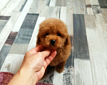 Собаки в Москве: Мальчик абрикосовый Мальчик, 30 000 руб. - фото 1
