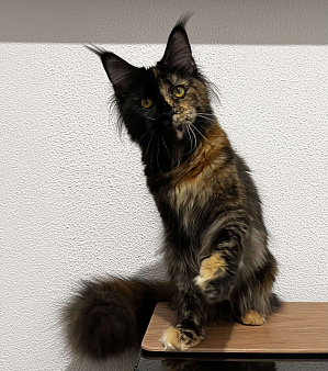 Питомник Affectionate miracle 