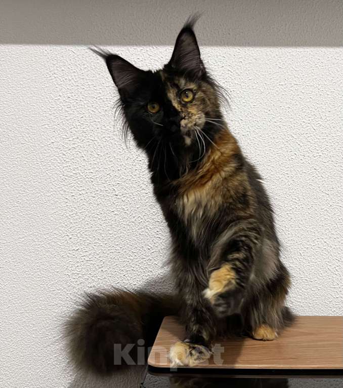 Кошки в Пятигорске: Питомник Affectionate miracle  Девочка, Бесплатно - фото 1