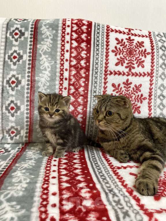 Кошки в Нижнем Новгороде: Шотландский котенок Мальчик, 8 000 руб. - фото 2