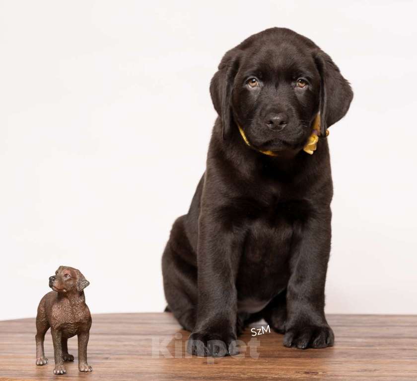 Собаки в Курске: Щенки лабрадора ретривера  Девочка, Бесплатно - фото 3