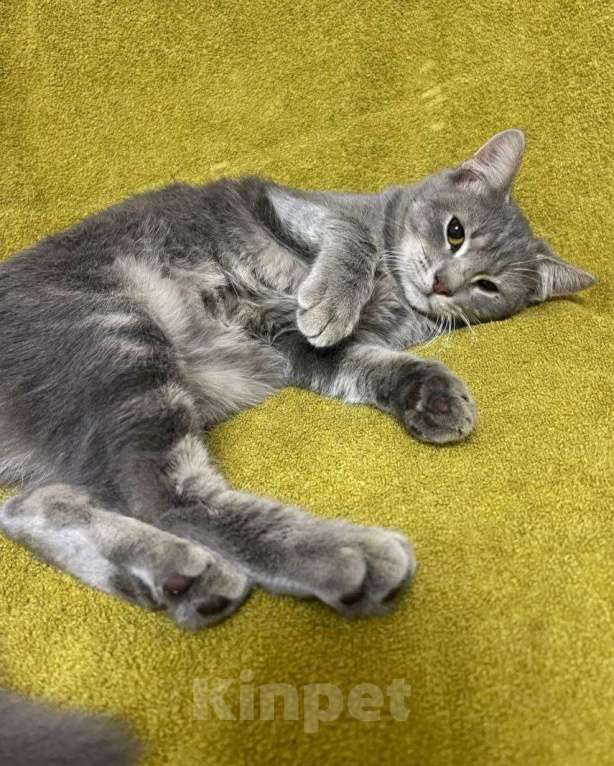 Кошки в Москве: Серебристый котенок в добрые руки Мальчик, Бесплатно - фото 2