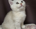Кошки в Орле: Шотланкий котенок.  Мальчик, 8 000 руб. - фото 1
