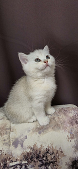 Шотланкий котенок.