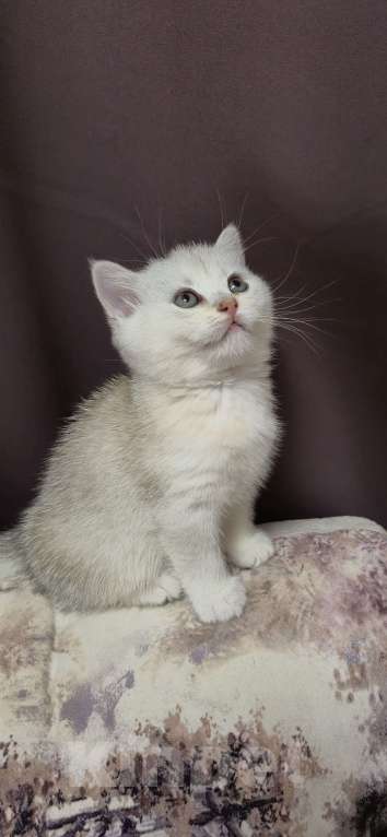 Кошки в Орле: Шотланкий котенок.  Мальчик, 8 000 руб. - фото 1