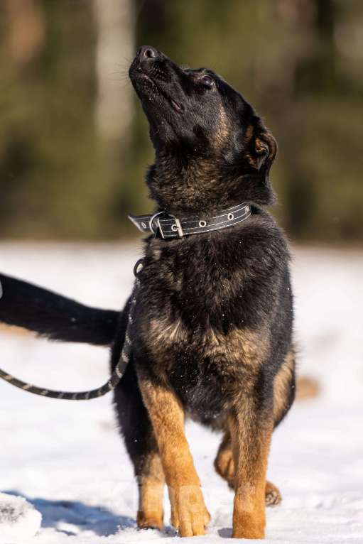 Собаки в Клине: Дейзи — позитивная собачка Девочка, Бесплатно - фото 4