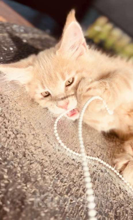 Кошки в Москве: Котята Мейн-кун Девочка, 28 000 руб. - фото 7