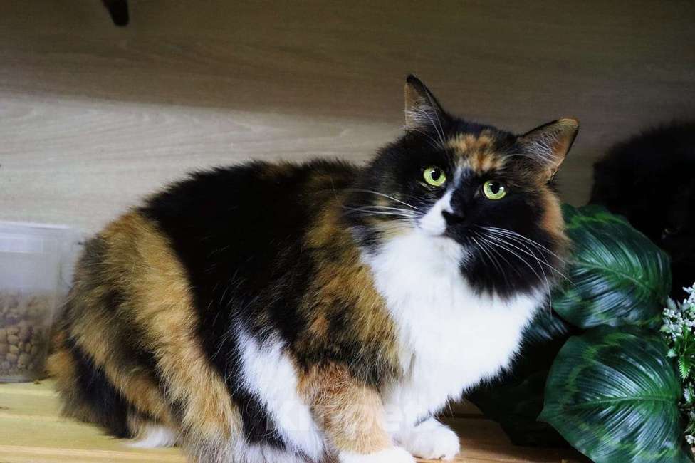 Кошки в Москве: Красавица Даша в поисках дома Девочка, Бесплатно - фото 4