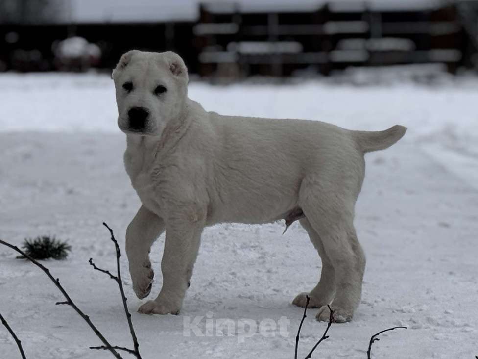 Собаки в Санкт-Петербурге: Кобель САО Мальчик, Бесплатно - фото 1