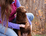 Собаки в Москве: Маленькая собачка в добрые руки Девочка, Бесплатно - фото 2