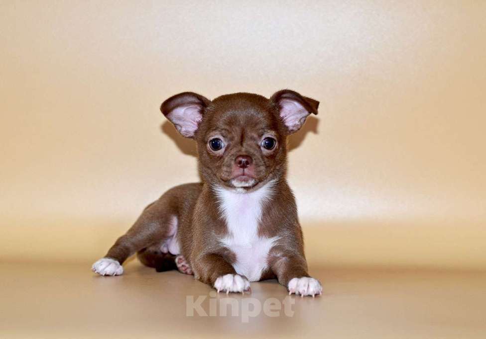 Собаки в Москве: Щенки чихуахуа.  Девочка, Бесплатно - фото 4