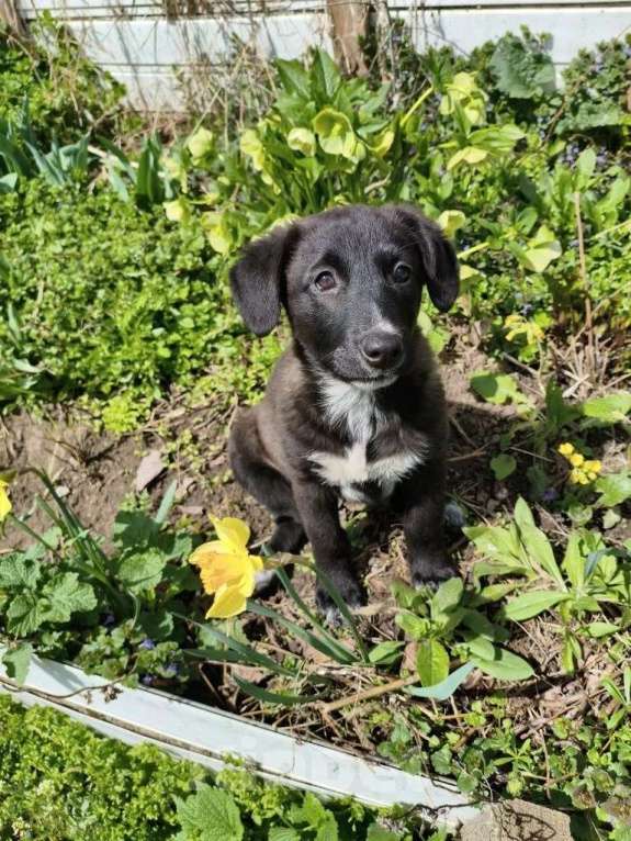 Собаки в Санкт-Петербурге: Маленький щенок с мягенькой шерсткой Девочка, Бесплатно - фото 1