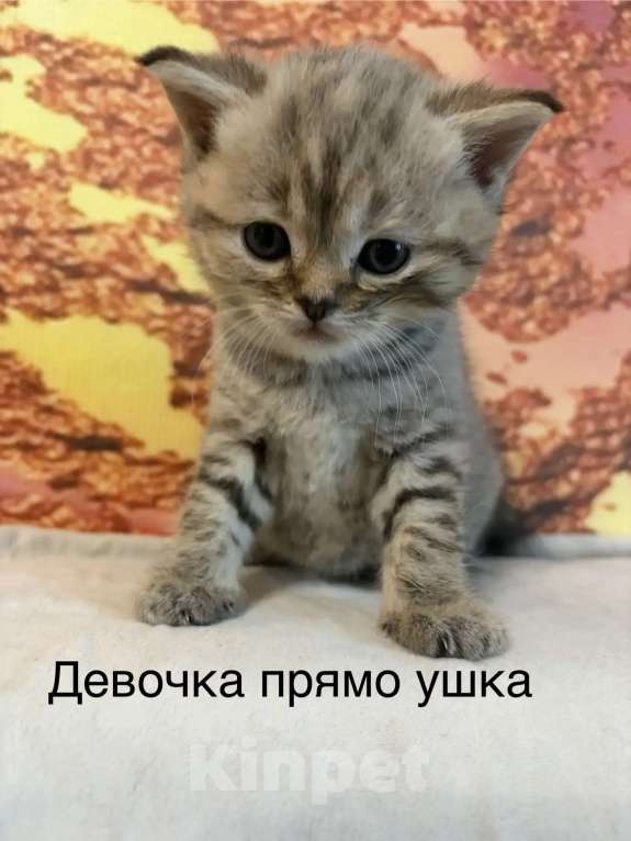 Кошки в Хабаровске: Шотландские пряухие котятки Девочка, 15 000 руб. - фото 3