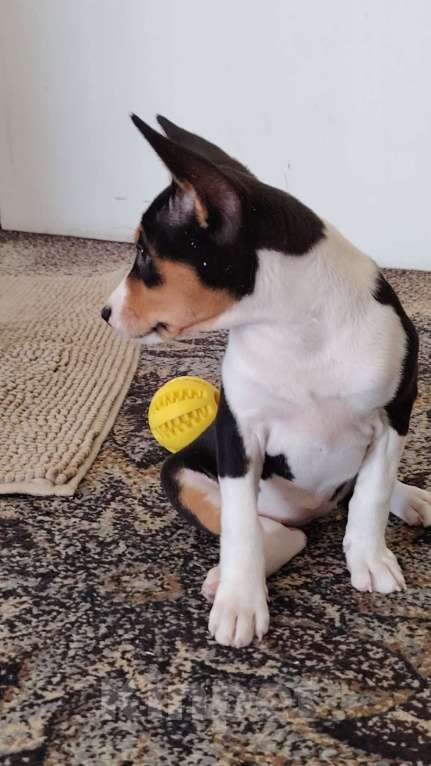 Собаки в Санкт-Петербурге: Щенок басенджи триколор Девочка, Бесплатно - фото 2