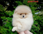 Собаки в Кемерово: Шпиц щенки Разнополые, Бесплатно - фото 3
