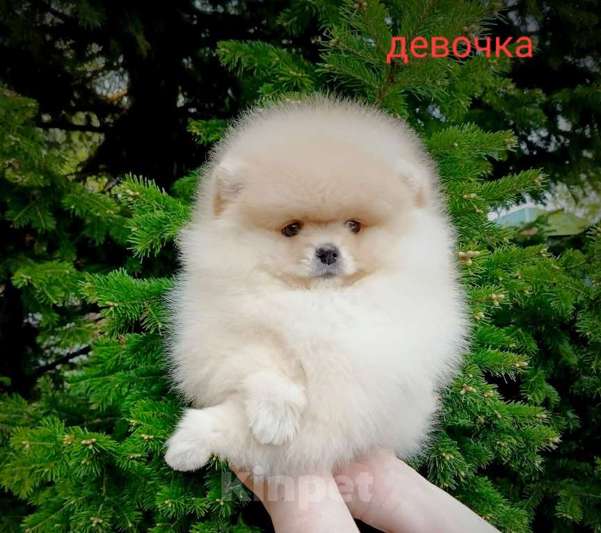 Собаки в Кемерово: Шпиц щенки Разнополые, Бесплатно - фото 3