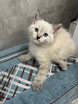 Мальчик шотландский прямоухий