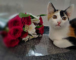 Кошки в других городах Курской области: Котёнок в добрые руки Девочка, Бесплатно - фото 5