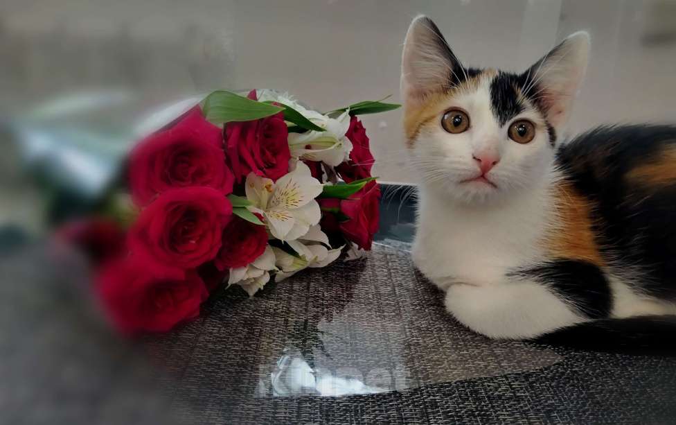 Кошки в других городах Курской области: Котёнок в добрые руки Девочка, Бесплатно - фото 5