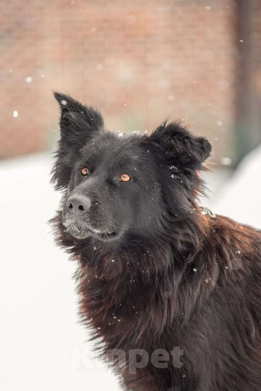 Собаки в других городах Московской области: Собака в добрые руки Девочка, Бесплатно - фото 3