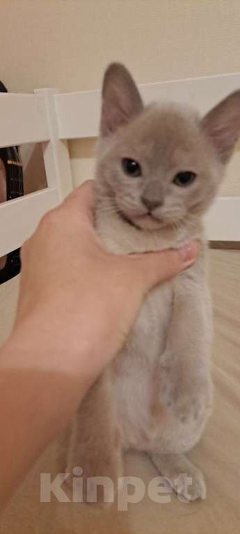 Кошки в Ставрополе: Бурманский коиенок Мальчик, Бесплатно - фото 8