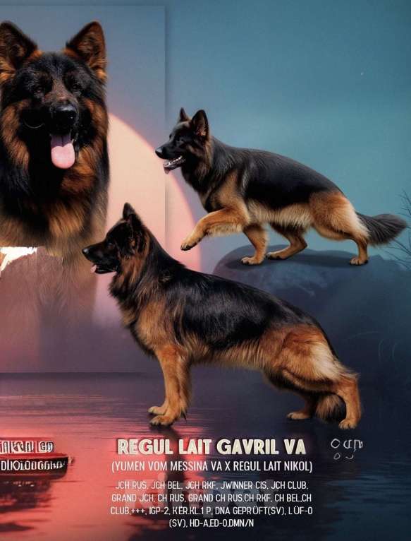 Собаки в Балашихе: яркий щенок немецкой овчарки длиношерстный Мальчик, 70 000 руб. - фото 5