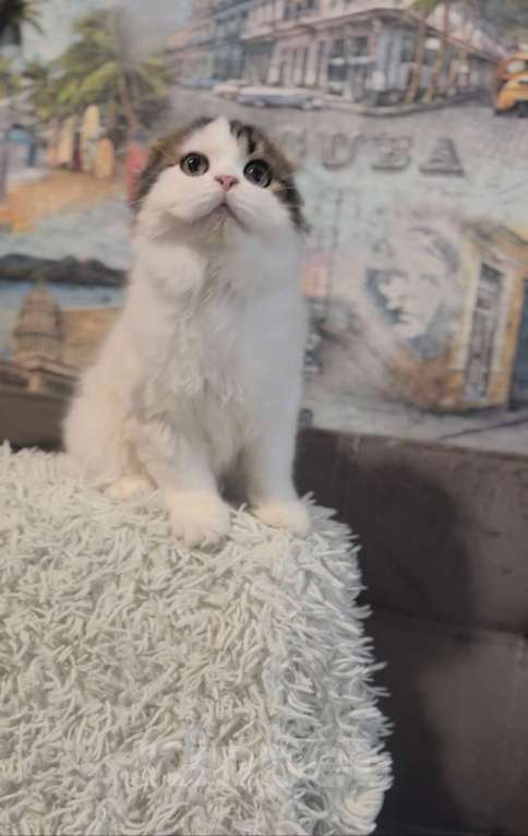 Кошки в Брянске: Шотландский вислоухий котенок  Мальчик, Бесплатно - фото 4