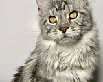 Кошки в Краснодаре: Котенок породы Мейн-кун Девочка, 25 000 руб. - фото 1