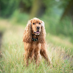 Английский кокер-спаниель