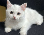 Кошки в Москве: Белый котенок девочка в добрые руки  Девочка, Бесплатно - фото 2