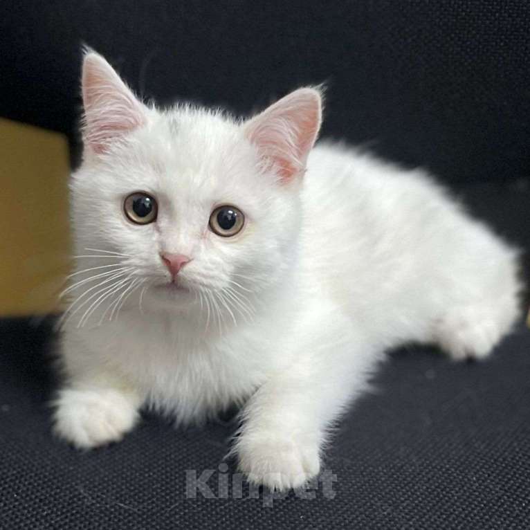 Кошки в Москве: Белый котенок девочка в добрые руки  Девочка, Бесплатно - фото 2