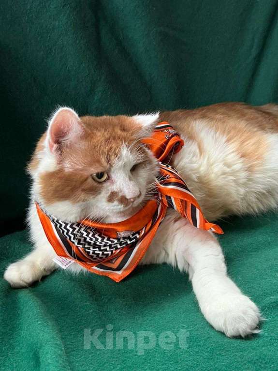 Кошки в Санкт-Петербурге: Красивый пушистый кот ищет дом Мальчик, Бесплатно - фото 6