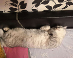 Кошки в Красноярске: Котик на вязку, 1 000 руб. - фото 2