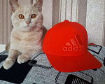 Кошки в Благодарном: Вязка, 1 000 руб. - фото 1
