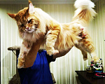 Кошки в Моздоке: Котята Мейн кун, 30 000 руб. - фото 3