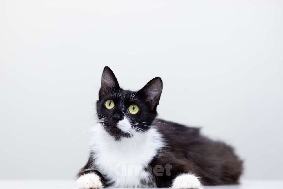 Кошки в Москве: Матильда Девочка, Бесплатно - фото 2