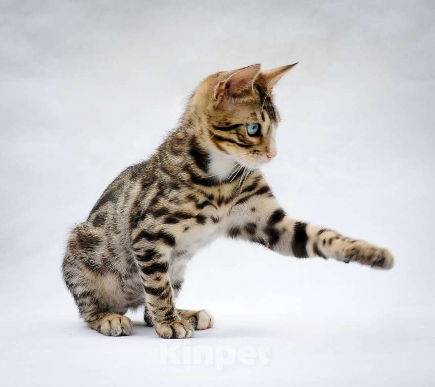 Кошки в Москве: Бенгальский котеное reex Мальчик, 80 000 руб. - фото 8