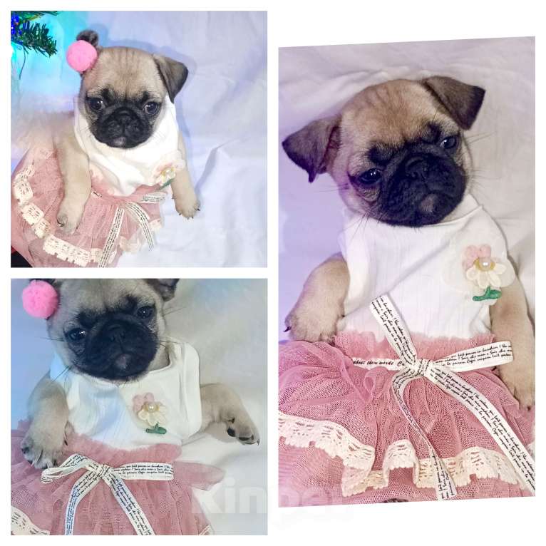 Собаки в Оренбурге: Девочка Девочка, 25 000 руб. - фото 6