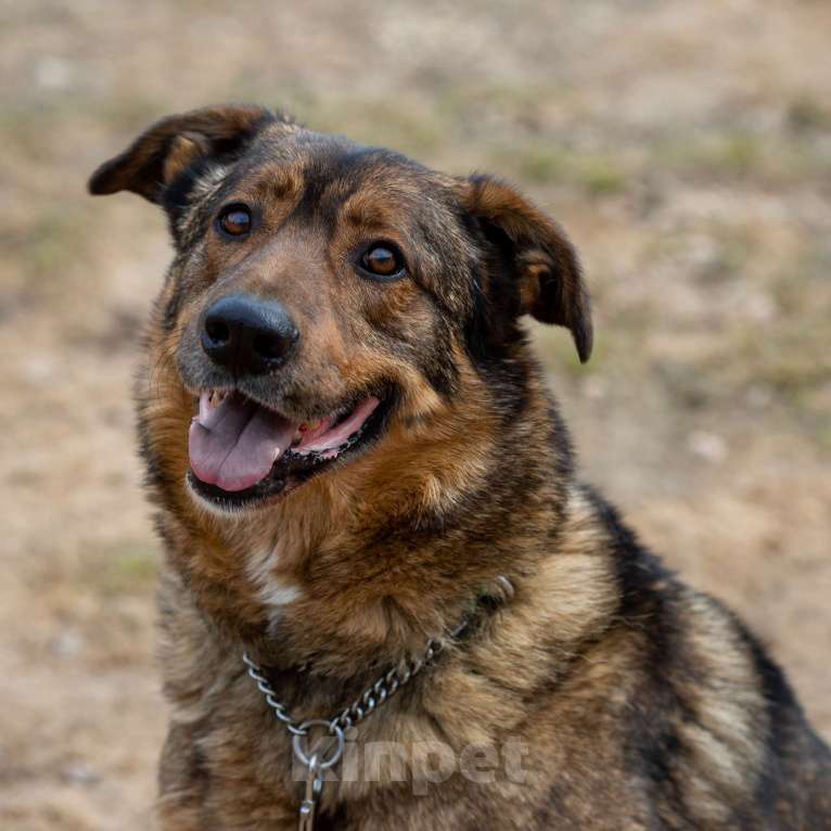 Собаки в Москве: Валик Мальчик, Бесплатно - фото 4