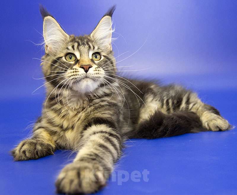 Кошки в Москве: Котенок Мейн Кун Девочка, Бесплатно - фото 4