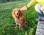 Собаки в Рудне: Найдена собака Девочка, Бесплатно - фото 1