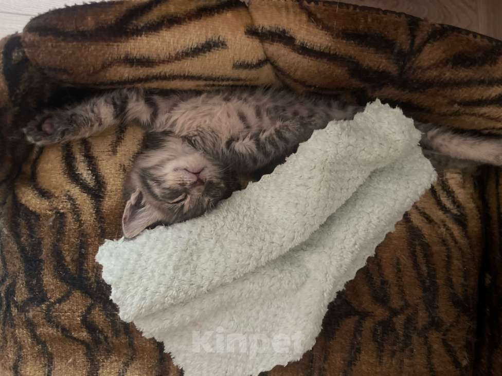 Кошки в Феодосии: Кошка крошка  Девочка, Бесплатно - фото 2