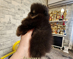 Собаки в Москве: Курносый мини мальчик померанского шпица питомник Ркф Мальчик, Бесплатно - фото 2
