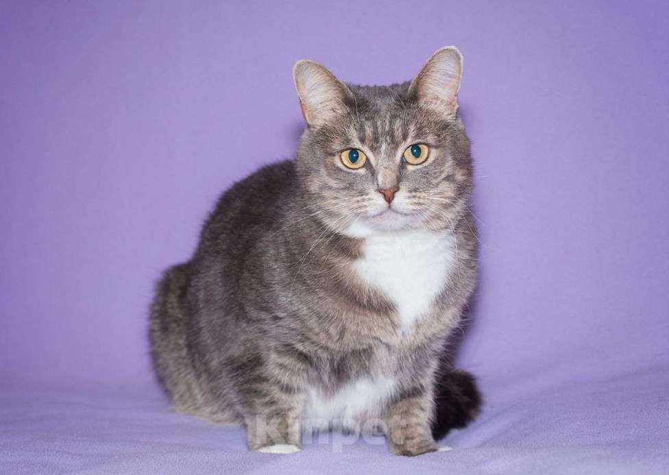 Кошки в Москве: Серебристая Сапфира ищет дом! Девочка, Бесплатно - фото 3